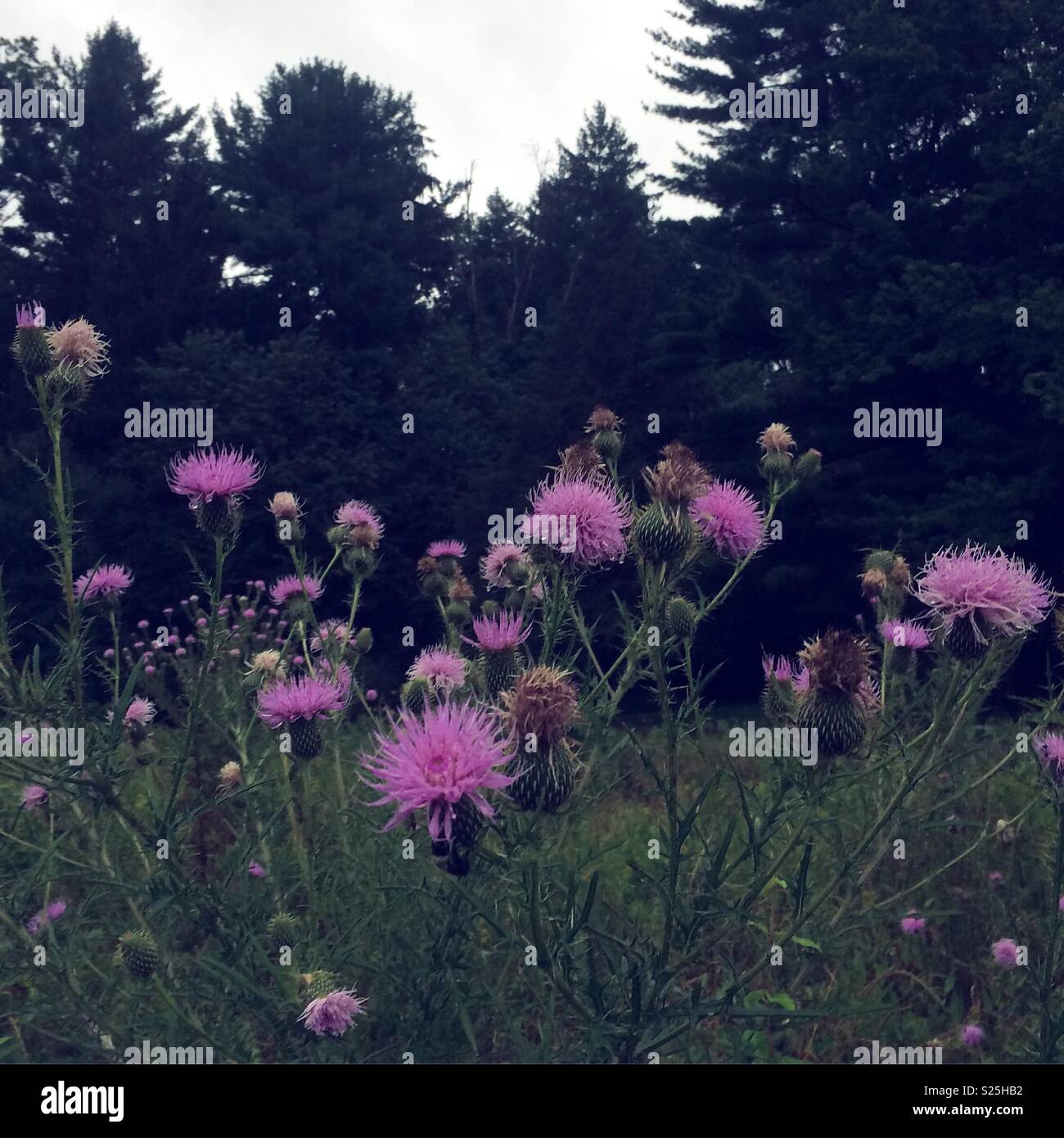 Pink thistles in the foreground with dark green trees in the background Stock Photo