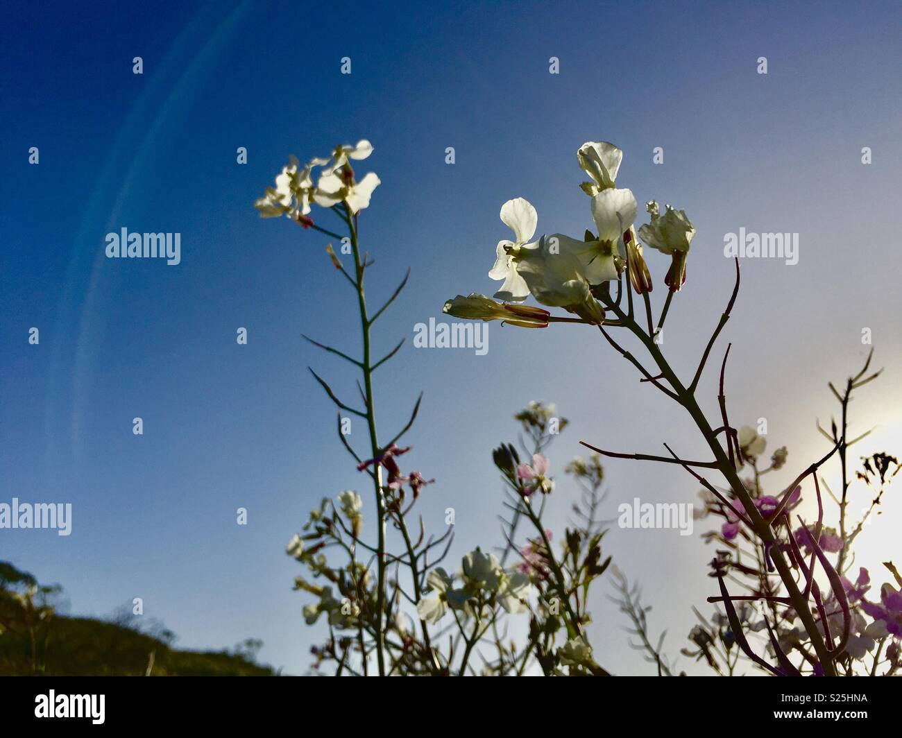 Wildflowers at Tomales Point, Point Reyes National Seashore. - Smartphone Captured Stock Image