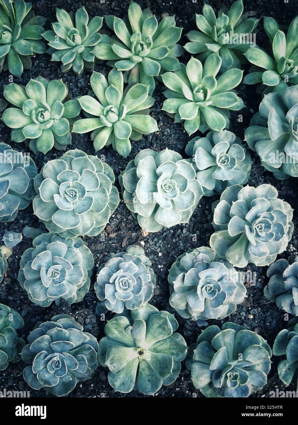 Top view of succulents growing in neat rows in a garden Stock Photo - Alamy