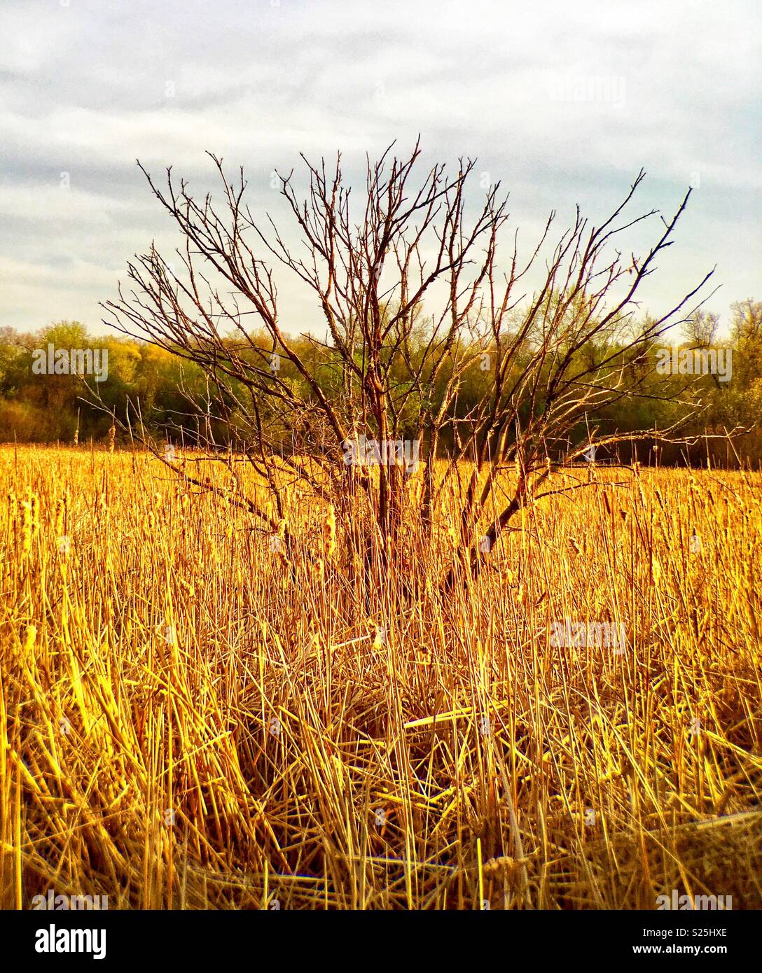 Dead tree in the middle of a marsh - Smartphone Captured Stock Image
