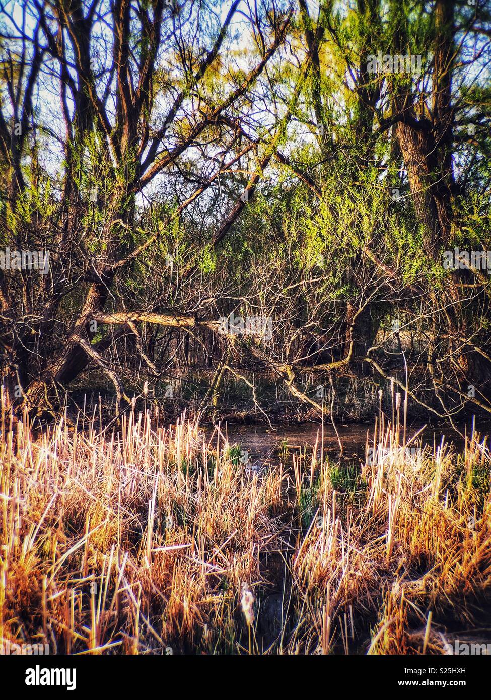 Marshland with deciduous trees and standing water - Smartphone Captured Stock Image