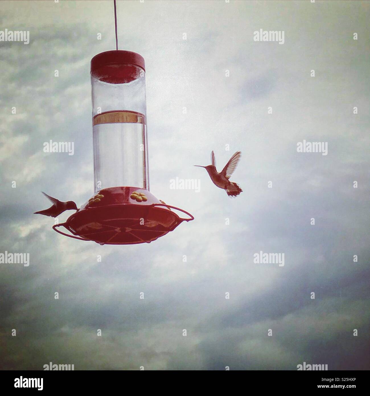 Hummingbirds at the feeder Stock Photo