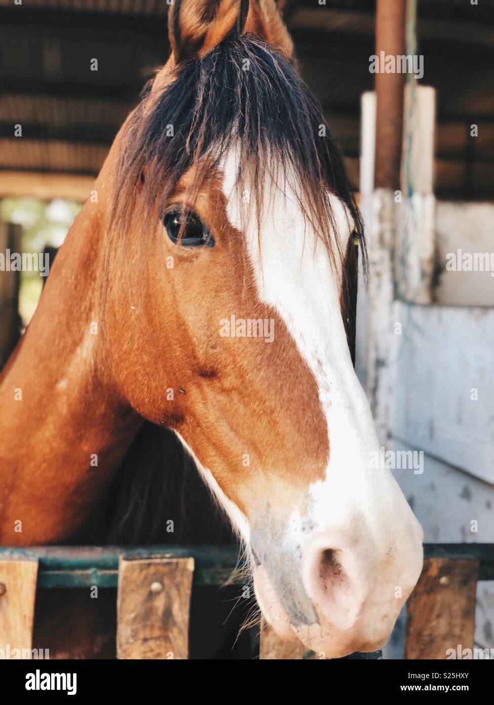 Horse eyes hires stock photography and images Alamy