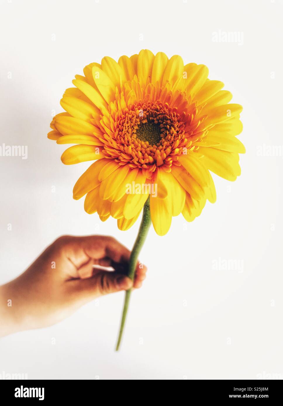 Woman holding s yellow gerbera daisy against a plain background Stock Photo