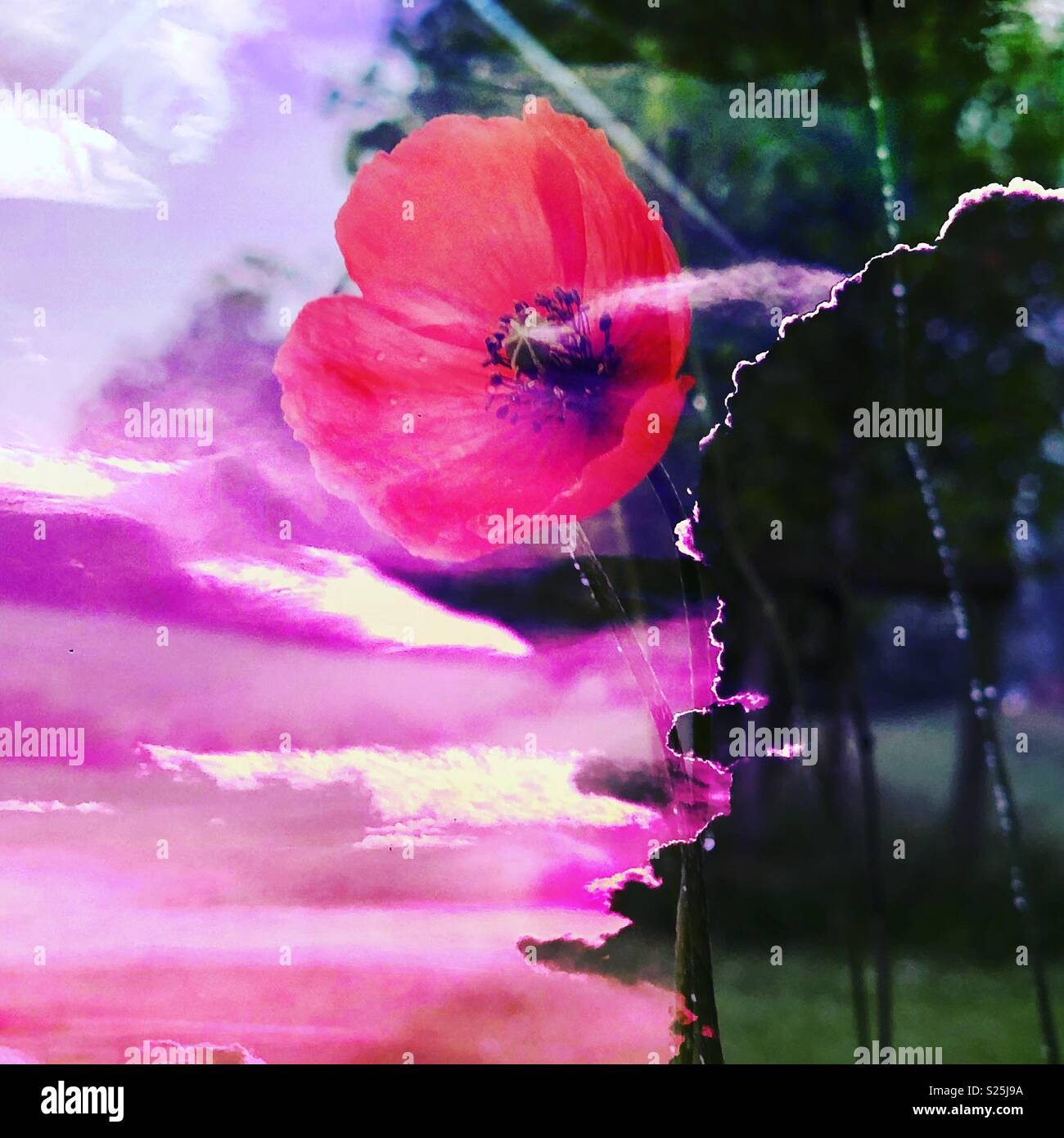 Poppy with a stormy background Stock Photo - Alamy