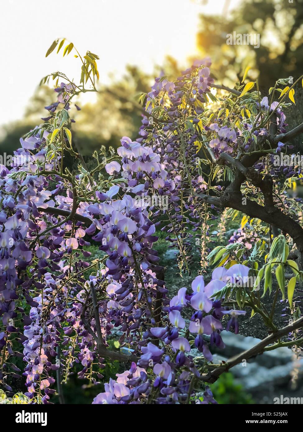 Purple flowers in nature at sunset Stock Photo