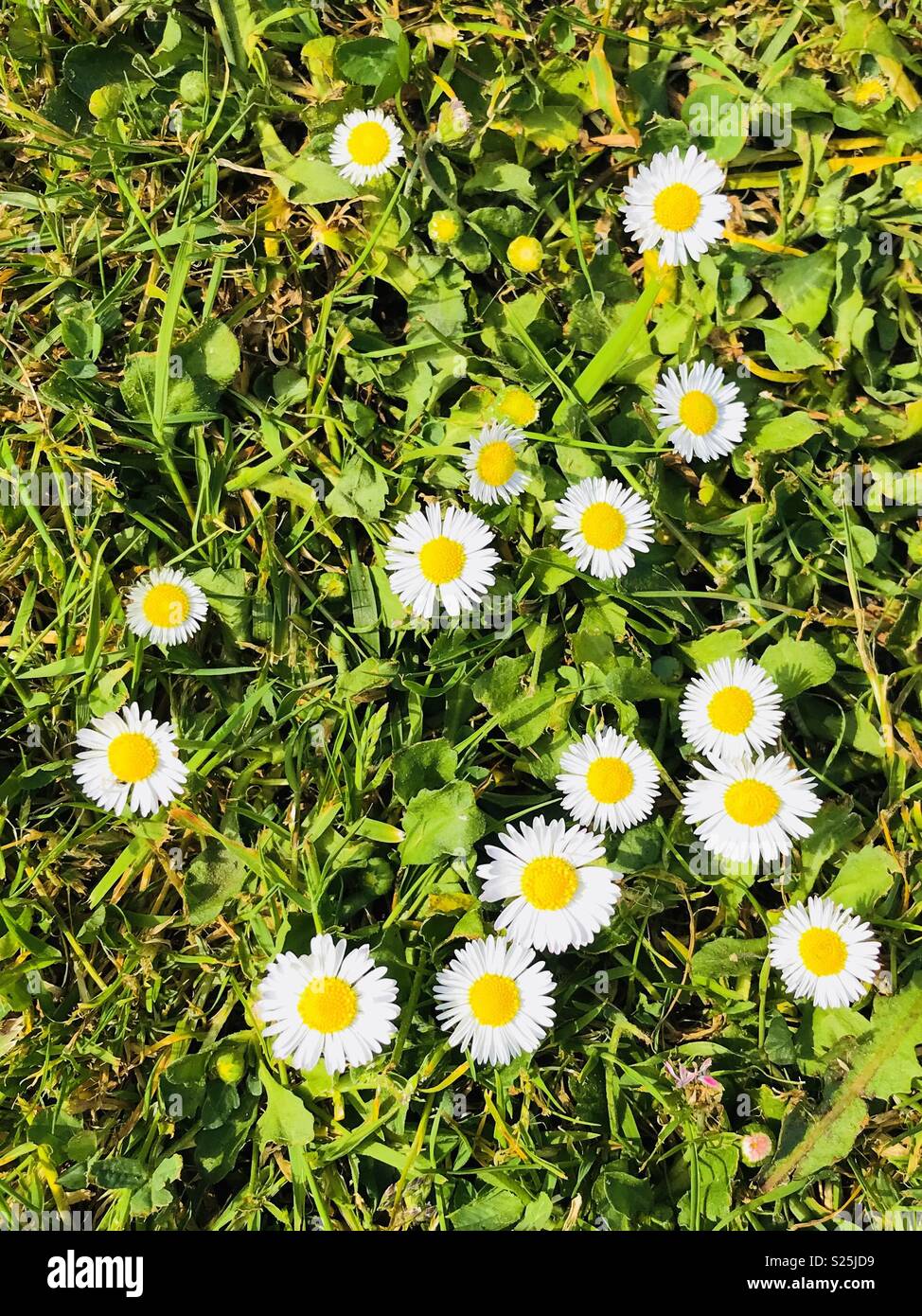 Daisy’s on the grass in garden, birds eye view shot, looking down, bright colours Stock Photo