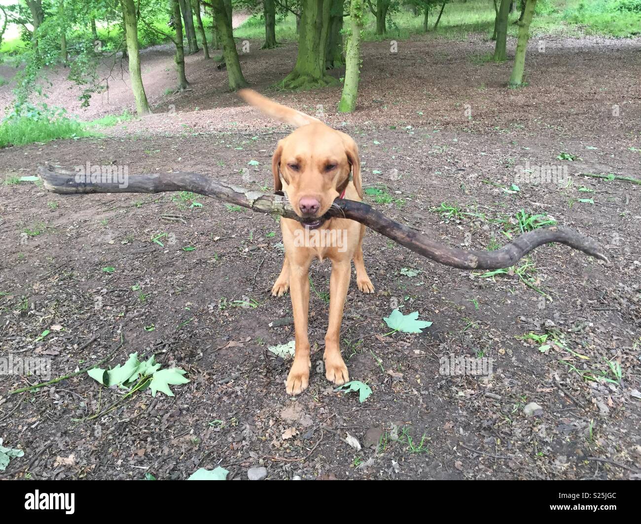 A yellow labrador retriever dog carrying a large stick in it’s mouth in the woods whilst waiting for its owner throw it - Smartphone Captured Stock Image