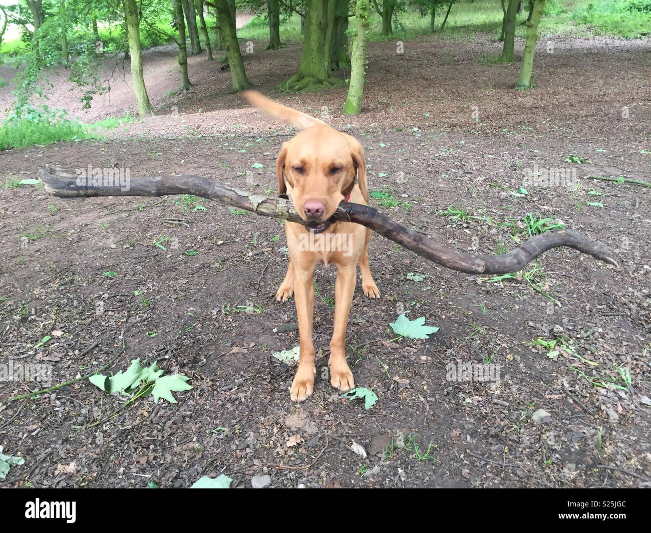 A yellow labrador retriever dog carrying a large stick in it’s mouth in the woods whilst waiting for its owner throw it Stock Photo