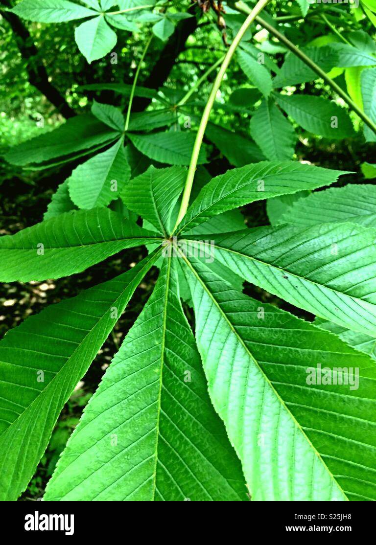 Horse chestnut tree leaf (aesculus hippocastanum). Stadt Moers Park, Whiston, Knowsley, United Kingdom. - Smartphone Captured Stock Image