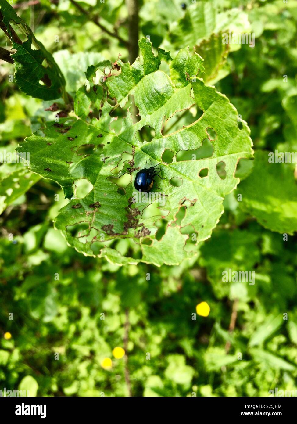 Beetle (Chrysolina coerulans) on a leaf. Stadt Moers Park, Whiston, Knowsley, United Kingdom. - Smartphone Captured Stock Image