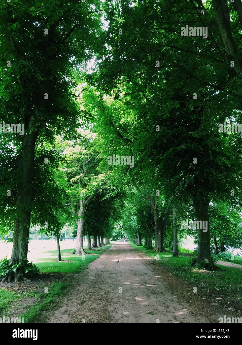 A path through the trees alongside the River Tyne at Tyne Green in Hexham, Northumberland, England. - Smartphone Captured Stock Image