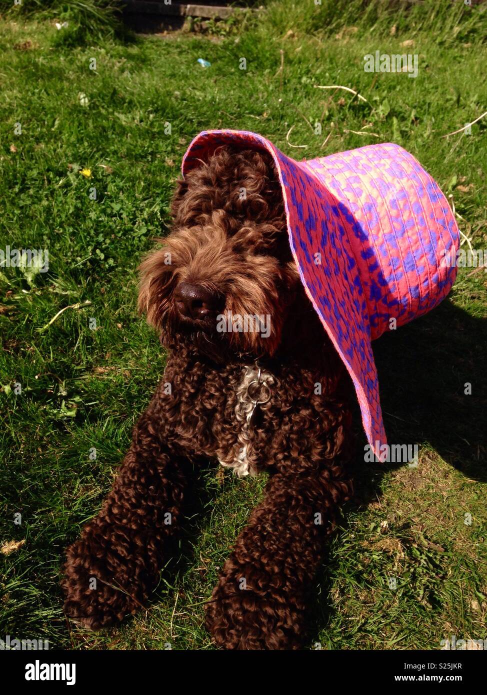 Dog wearing a hat Stock Photo Alamy