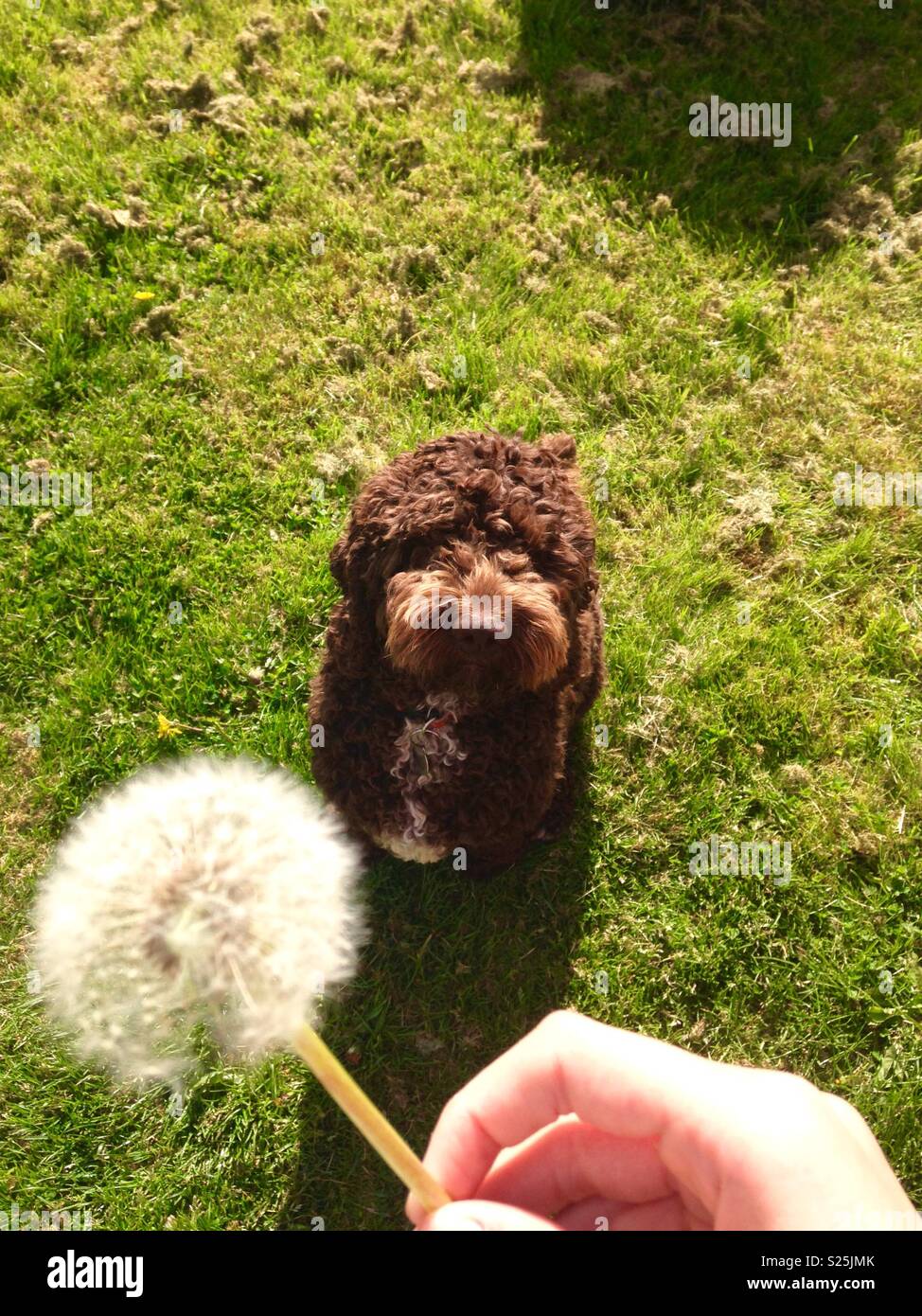 Dog and a dandelion Stock Photo Alamy