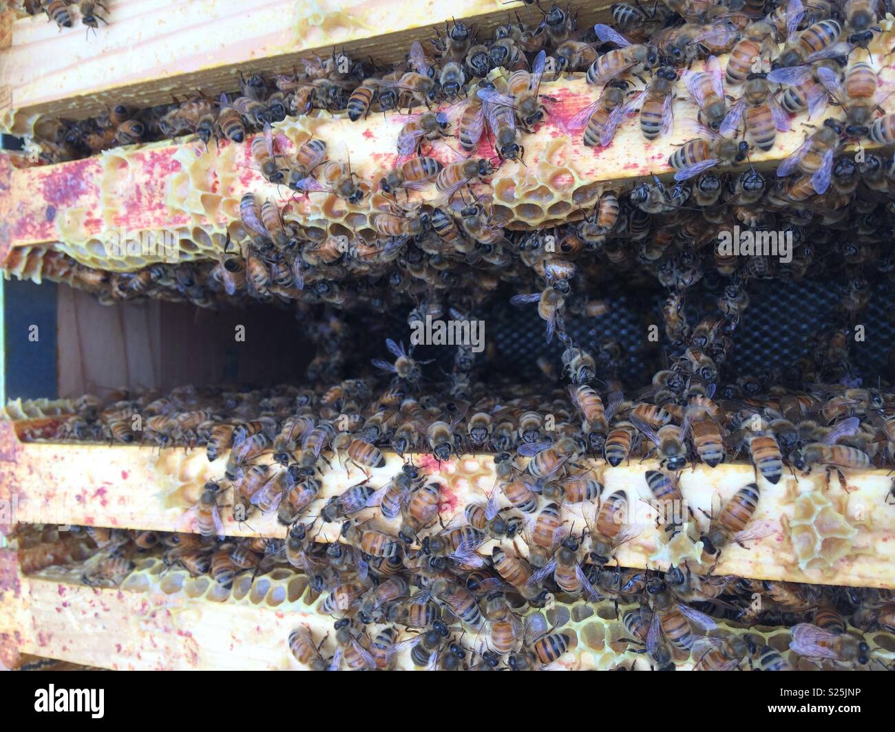 Bees festooning between frames Stock Photo Alamy