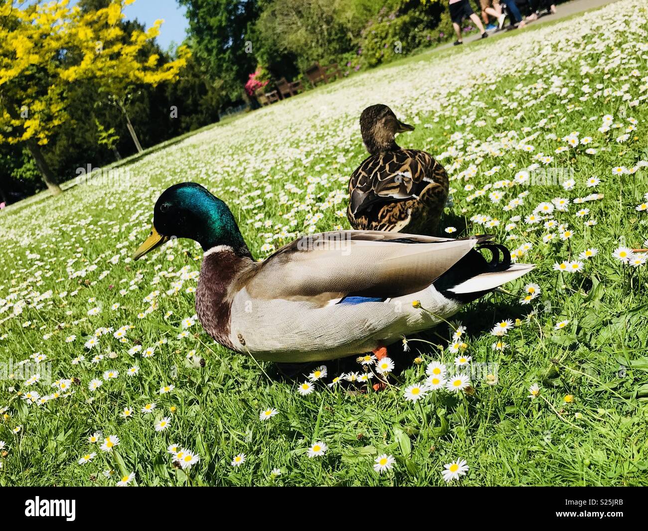 Two ducks walking on the grass surrounded by Daisy’s Stock Photo