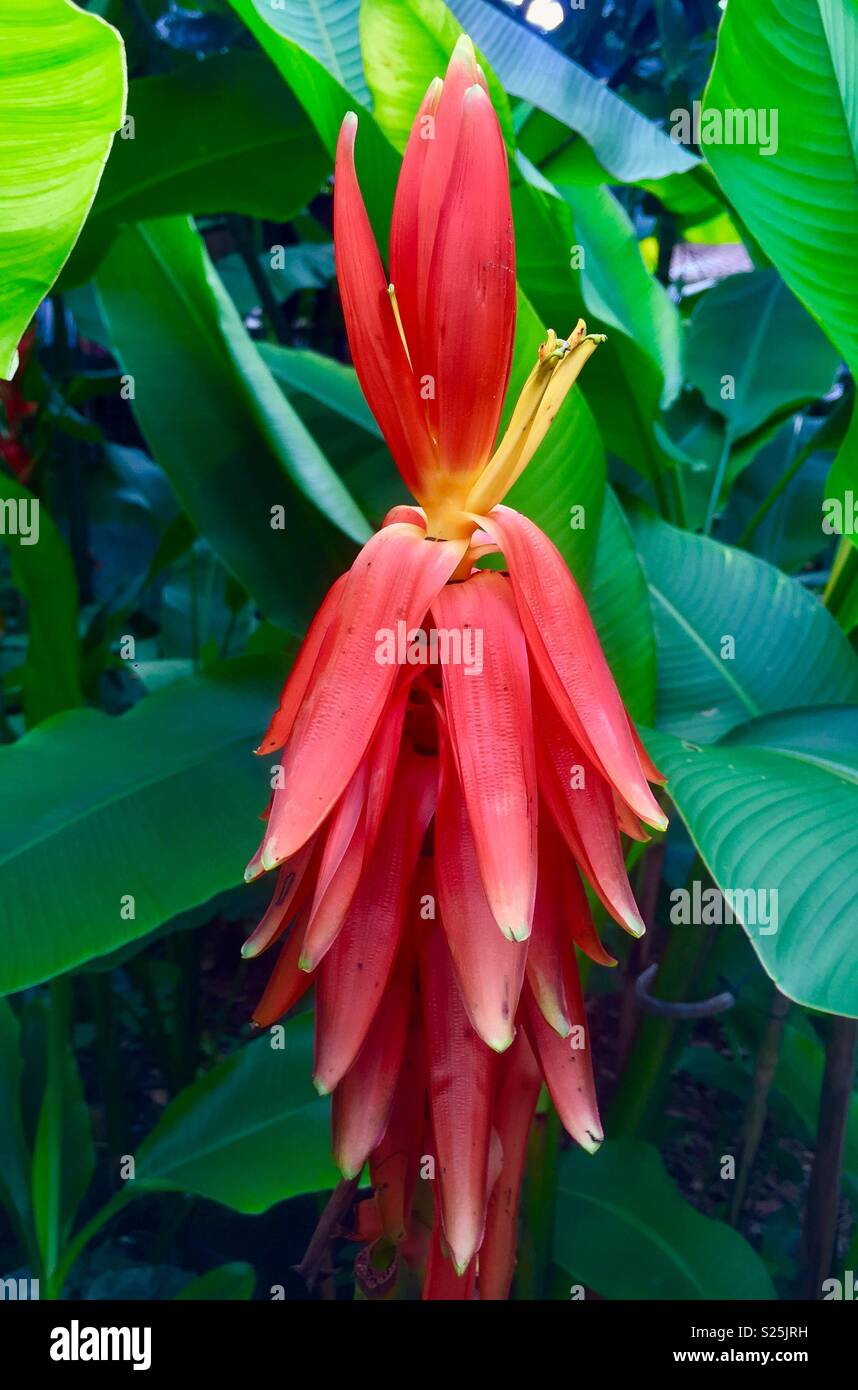 The flower stem of a wild banana at the Singapore Botanic Gardens Stock Photo
