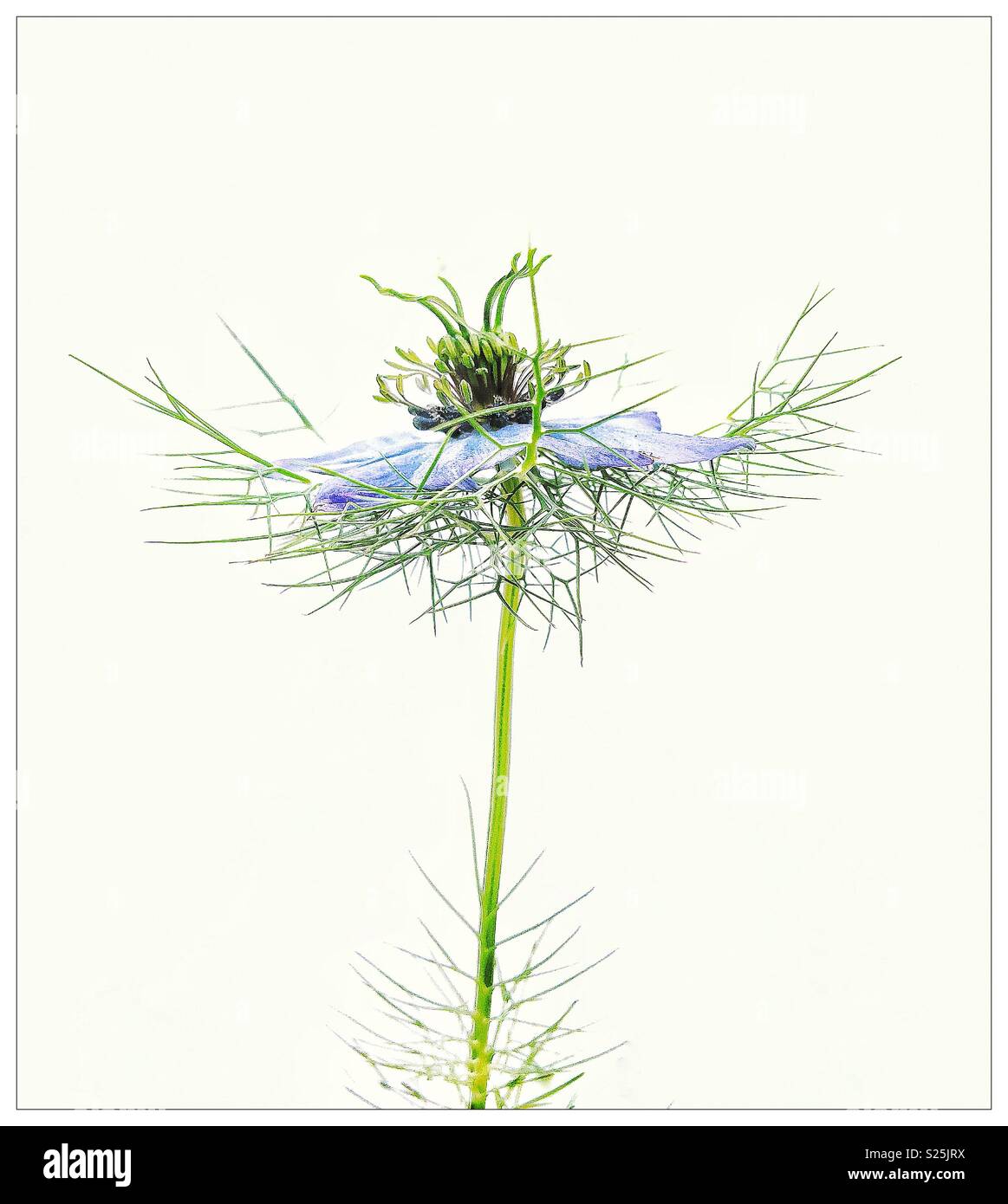 Nigella flower. Stock Photo