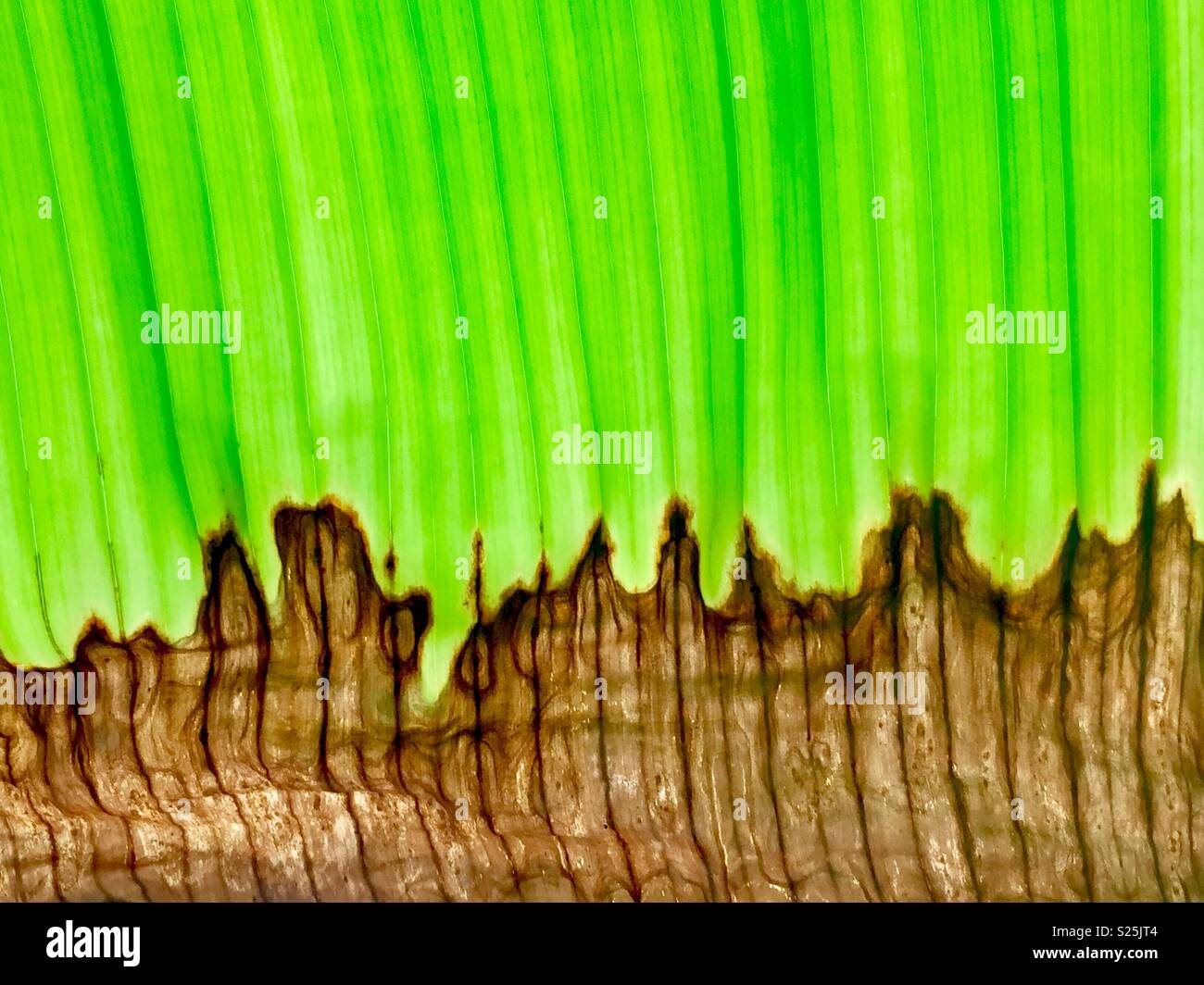Banana leaf disease Stock Photo