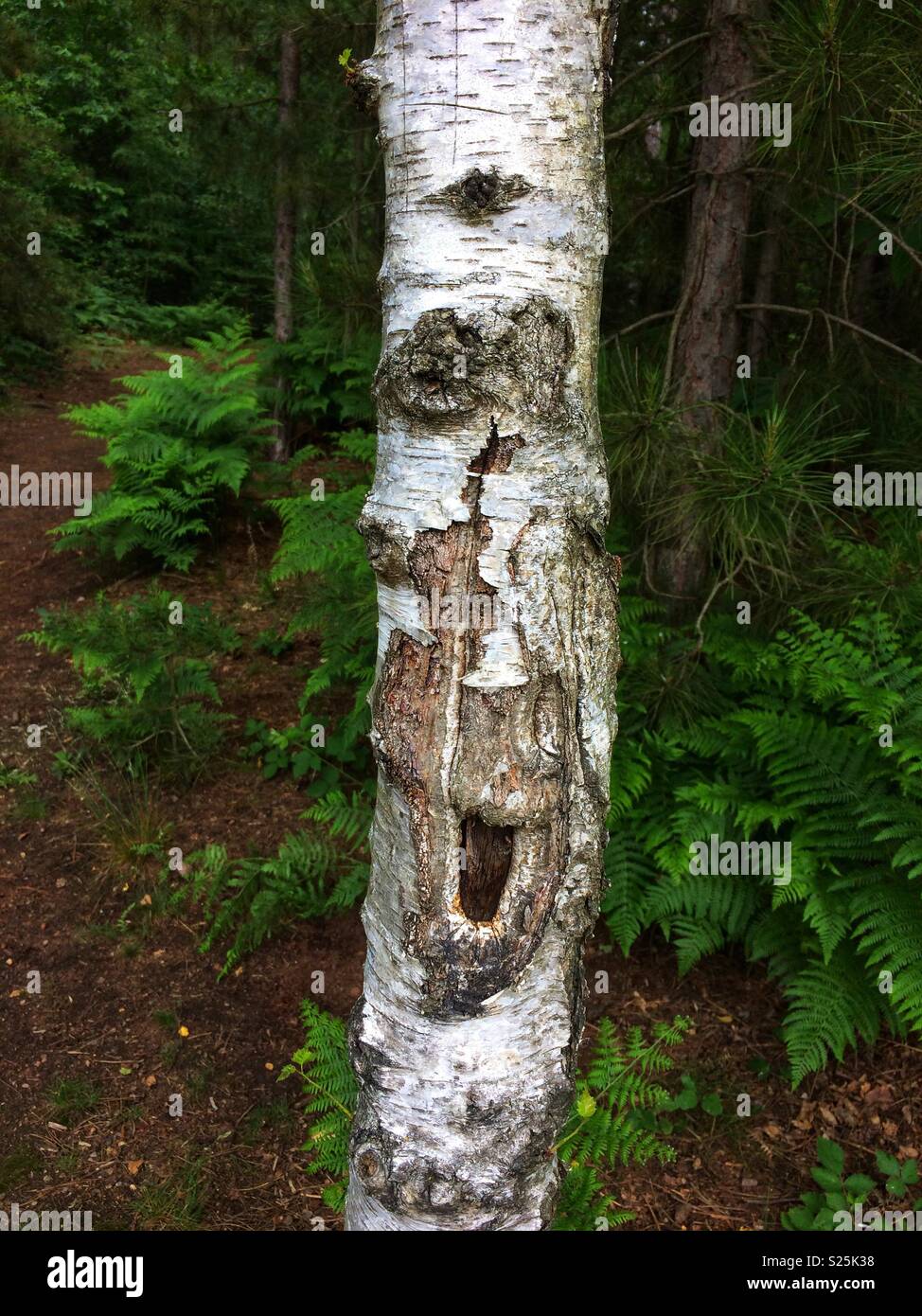 Tree Trunk Face Stock Photo Alamy