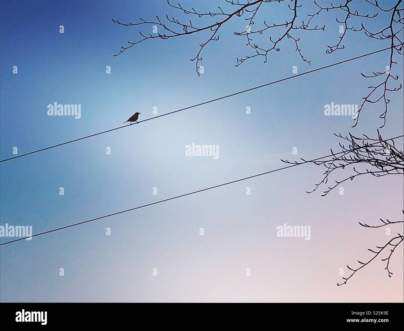 Bird on a wire silhouette Stock Photo Alamy