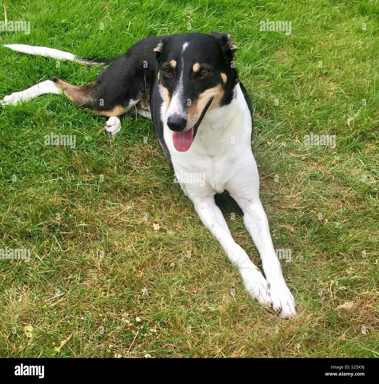 Collie Lurcher High Resolution Stock Photography And Images Alamy