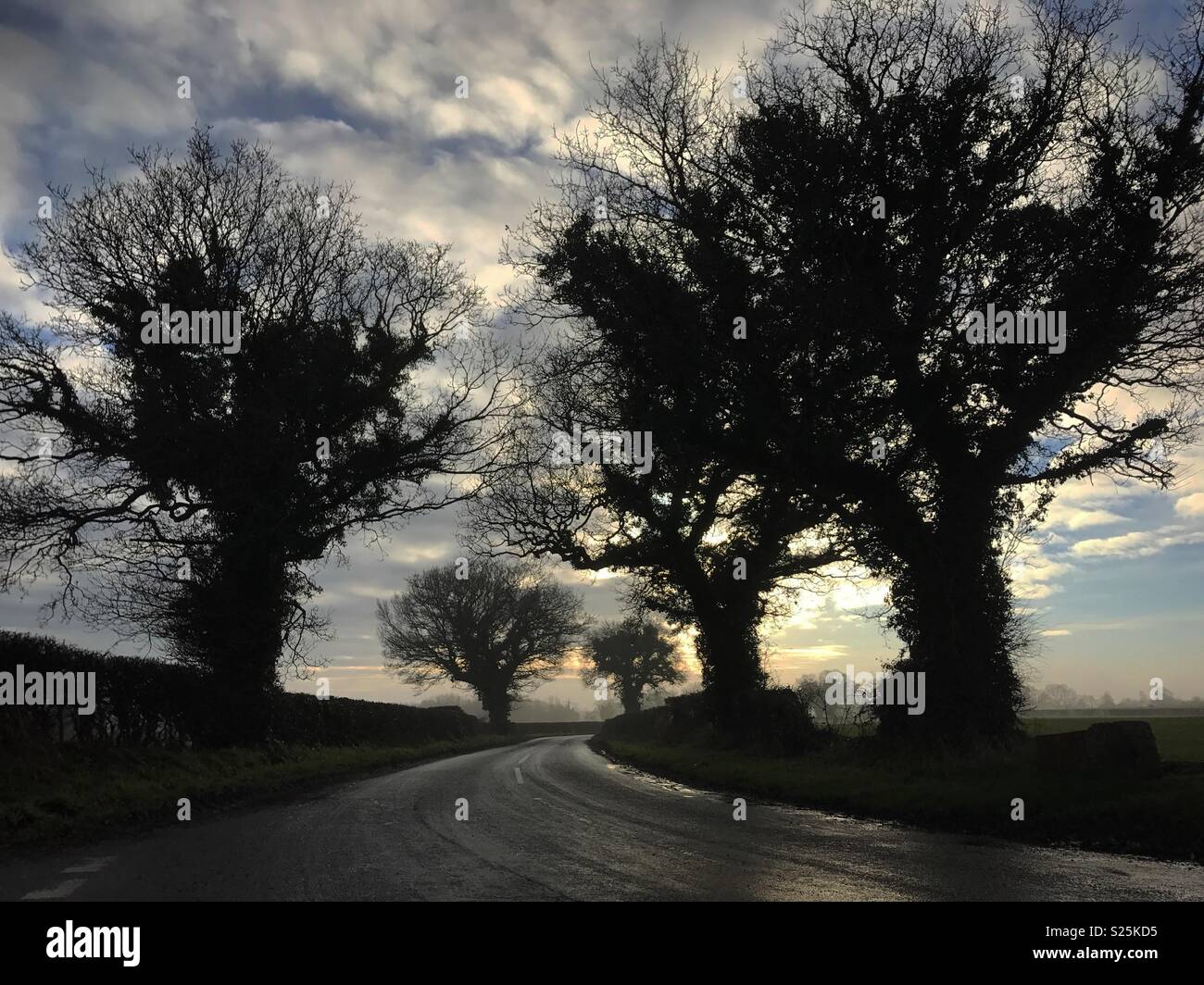 Tree lined road with spooky trees Stock Photo