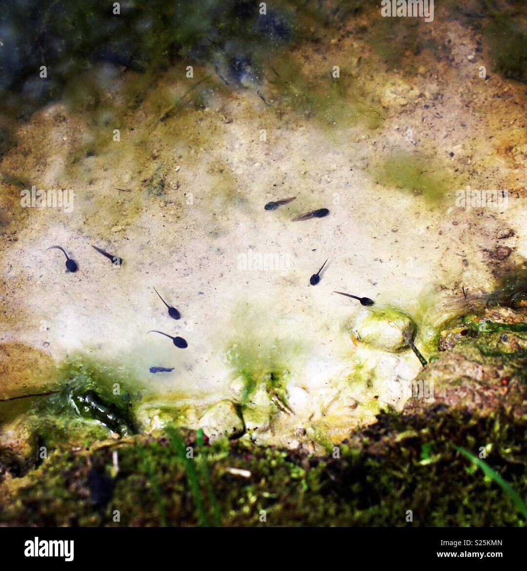 Tadpoles in a forest pond Stock Photo Alamy