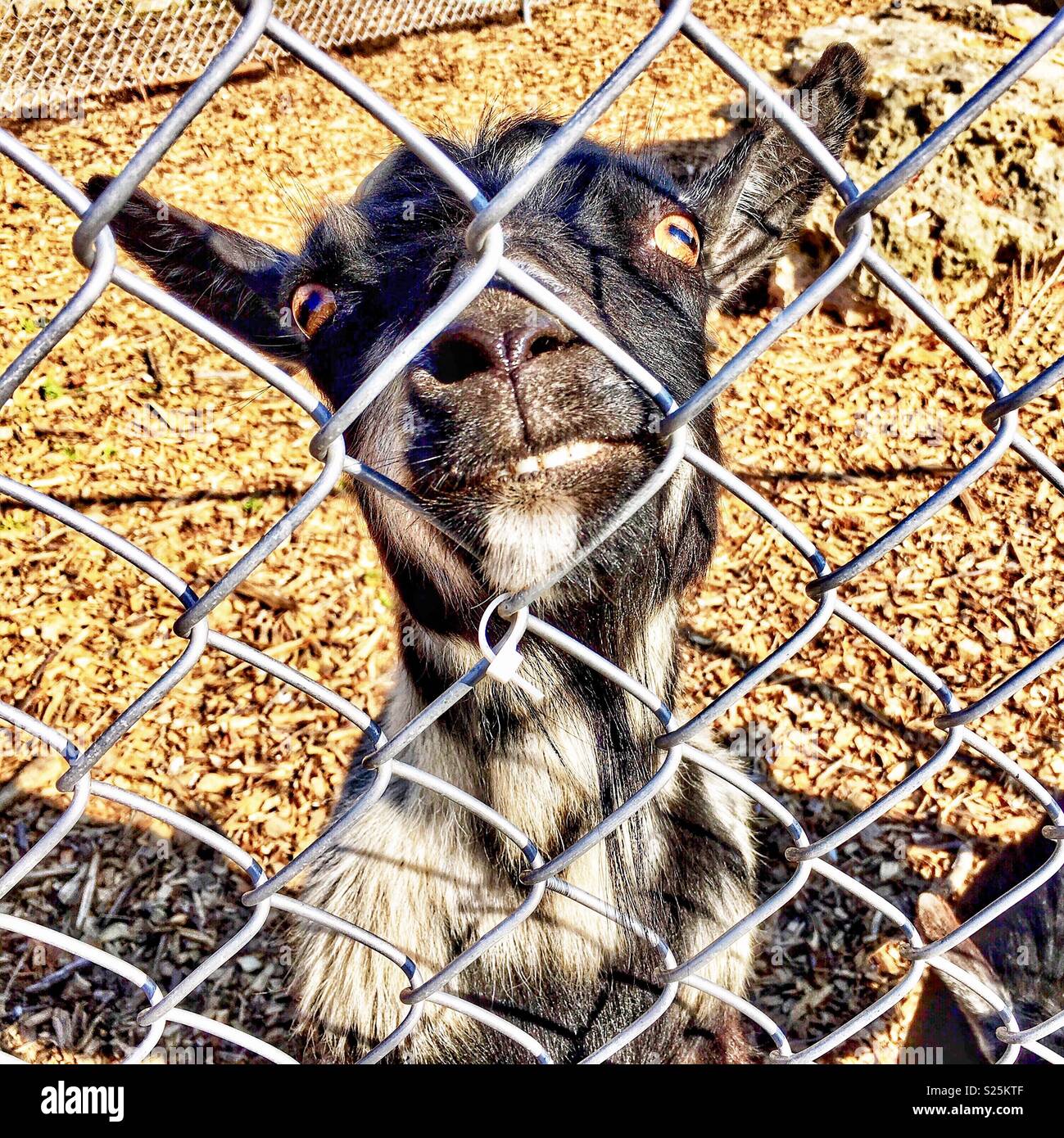 Smiling goat with red orange eyes behind chain link fence - Smartphone Captured Stock Image