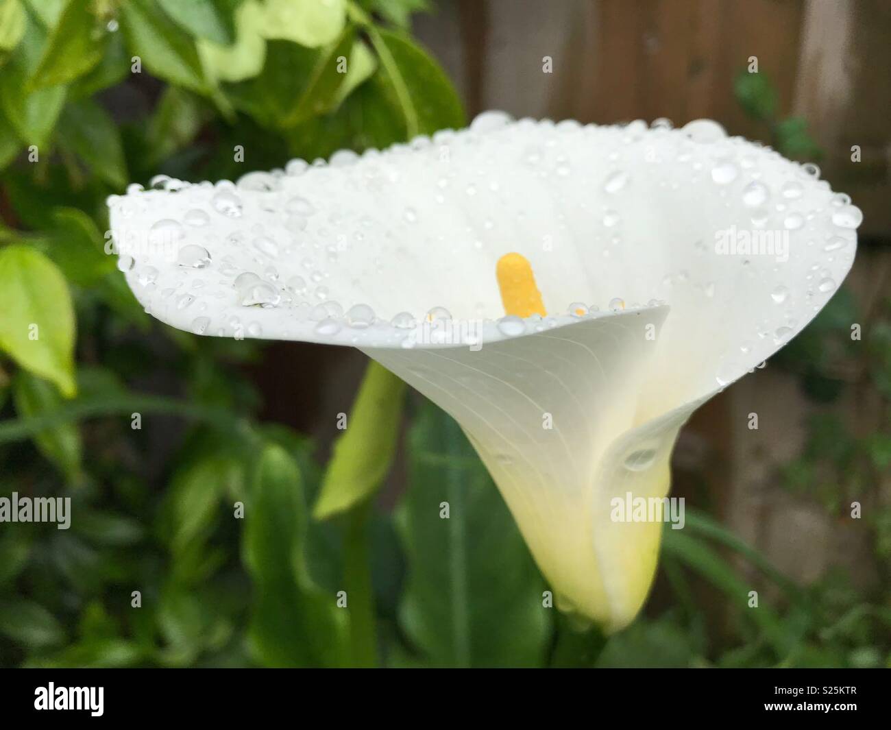 Beautiful blooming flower after rain in the garden. - Smartphone Captured Stock Image