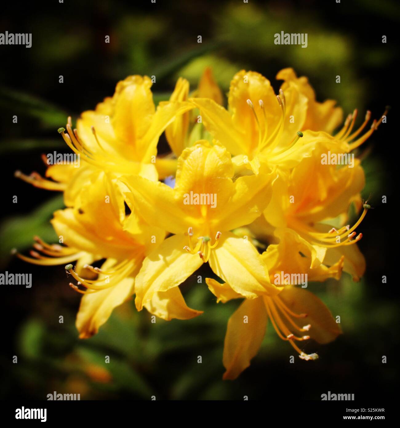 Closeup of yellow honeysuckle azalea Stock Photo Alamy