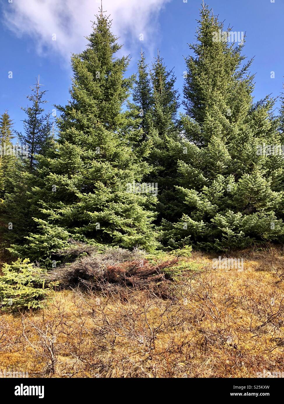 Evergreens Dead And Alive Stock Photo Alamy