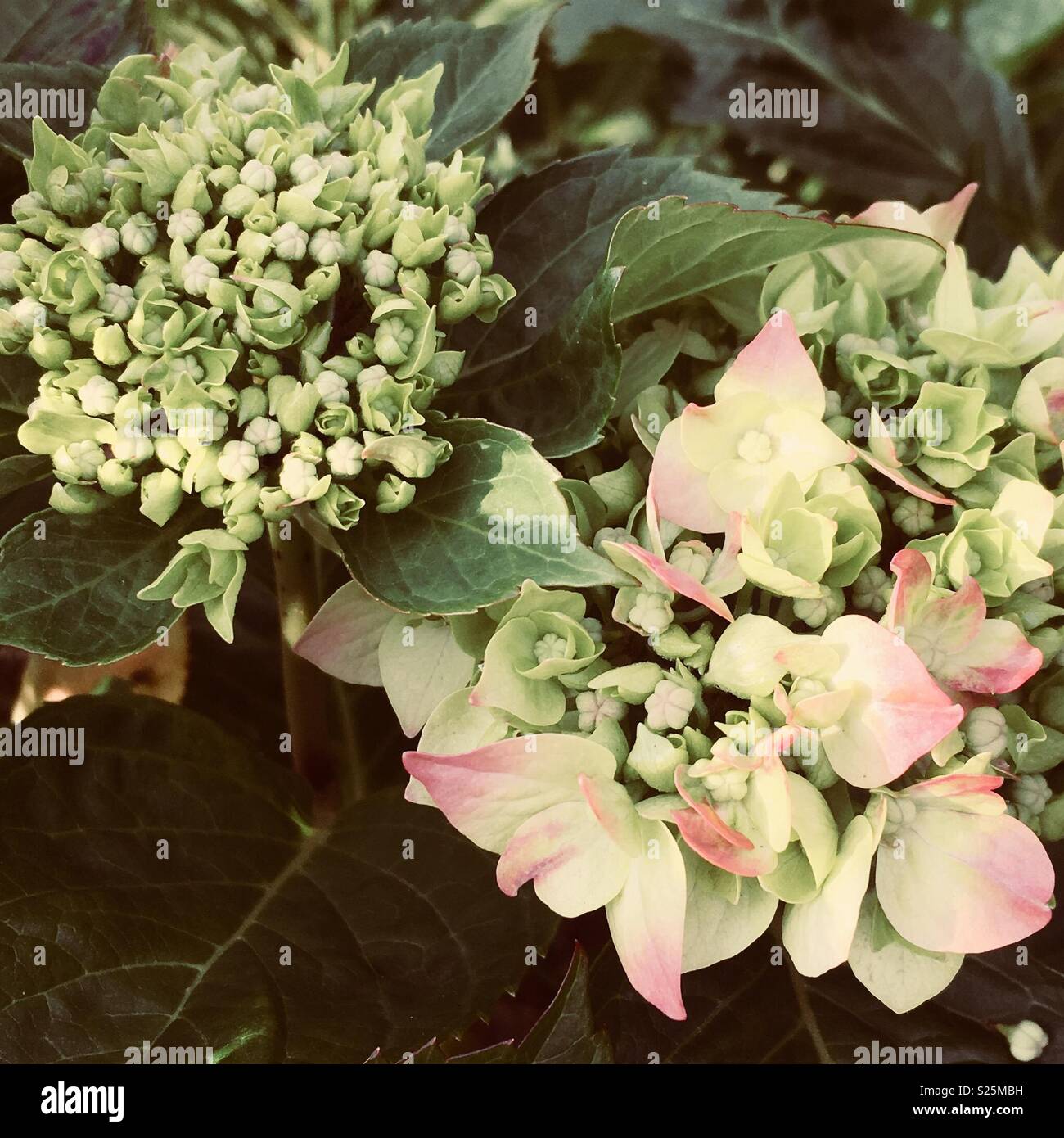Hydrangea Budding Budding hydrangea hi-res stock photography and images - Alamy