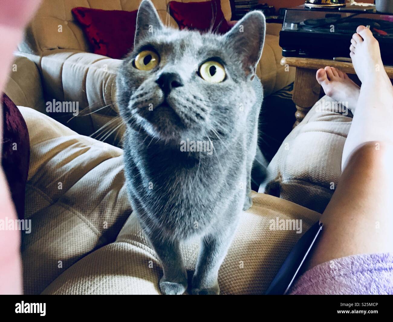 Cat saying hello Stock Photo Alamy