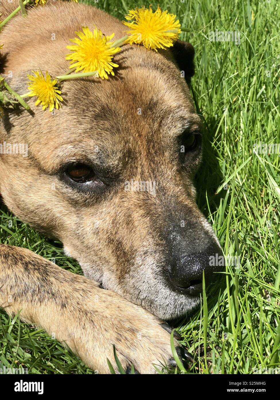 pit bull princess stock photo 311141868 alamy