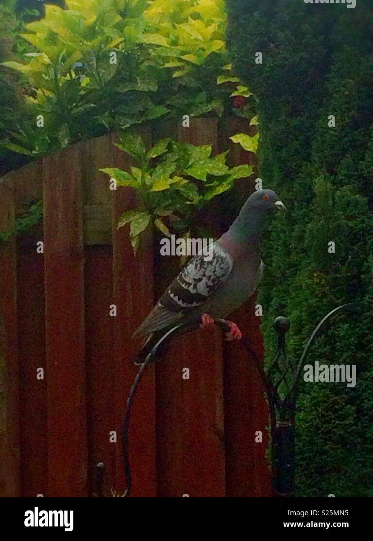 Pigeon (Rock dove) on a bird feeder stand. Taken in my garden. Whiston, Knowsley, United Kingdom. - Smartphone Captured Stock Image