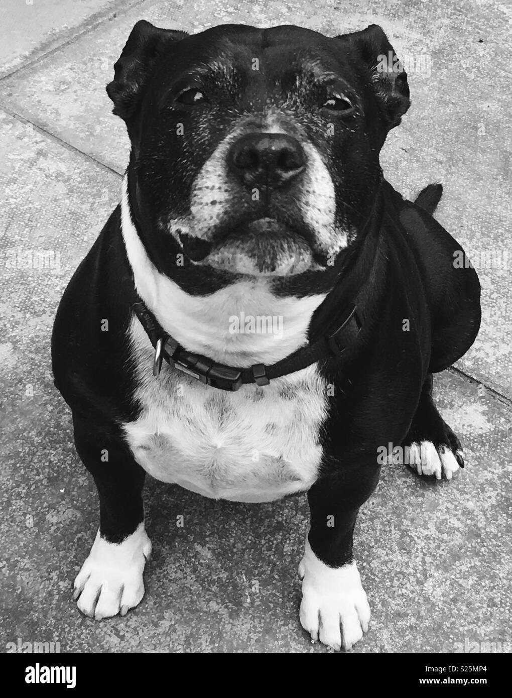 The look of love from a Staffie.....anything for a ‘treat’! Stock Photo