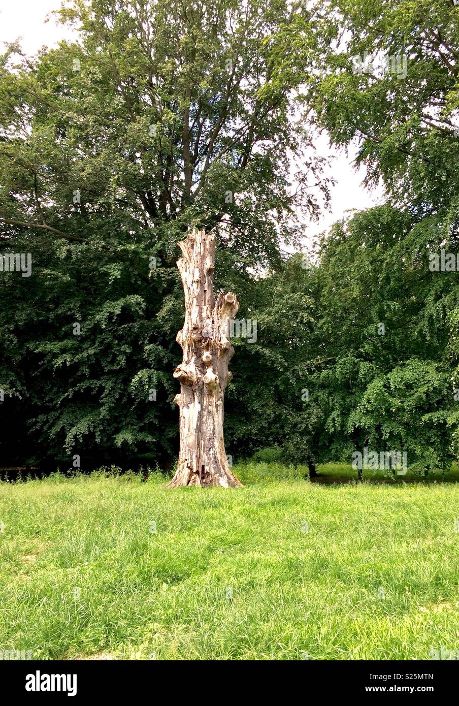 Dead tree amongst living - Smartphone Captured Stock Image