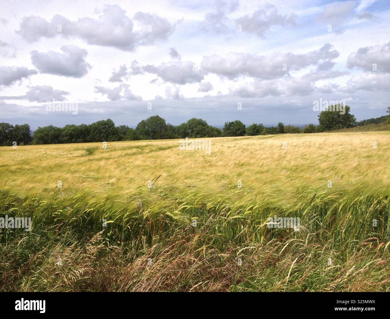Wind-blown yellow barley field under clouds Stock Photo