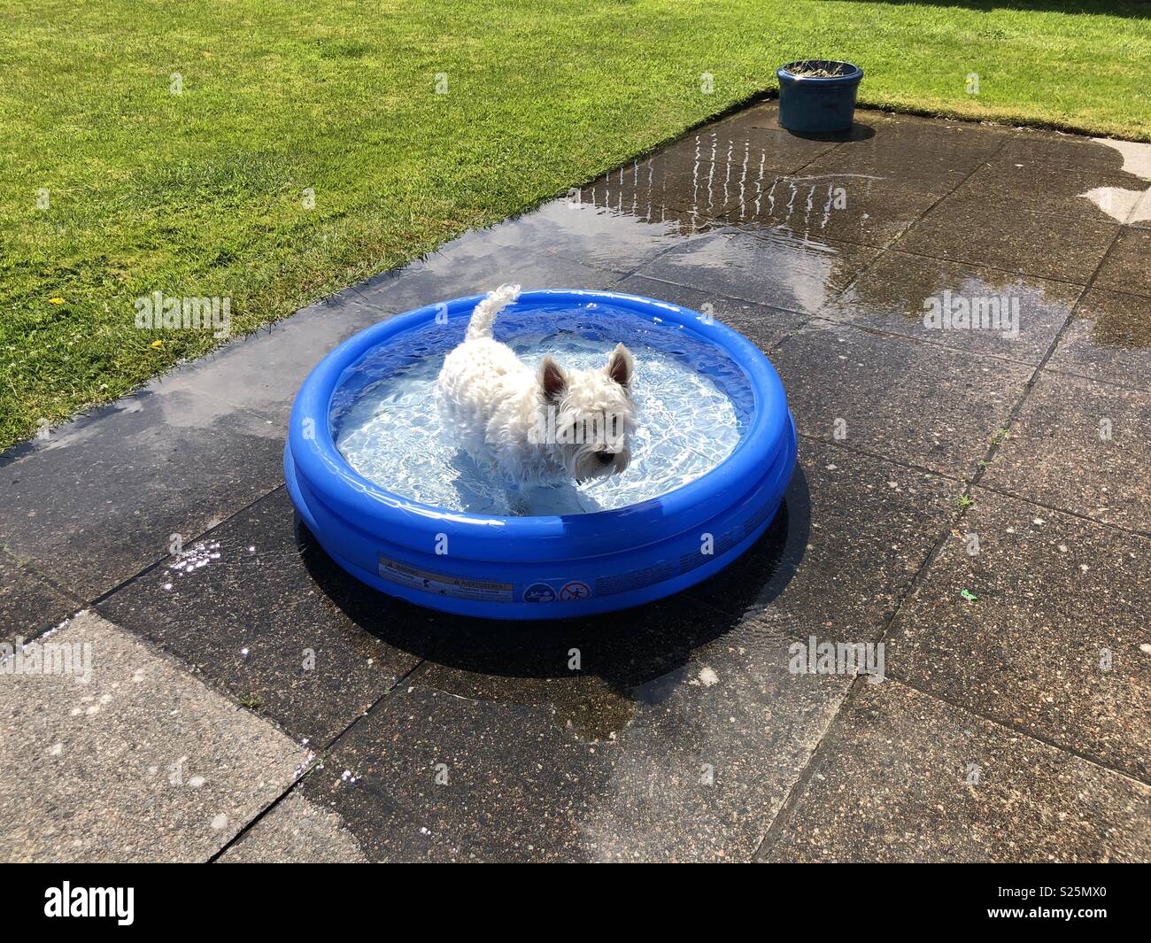 Dog enjoying the summer heat in a paddling pool Stock Photo Alamy