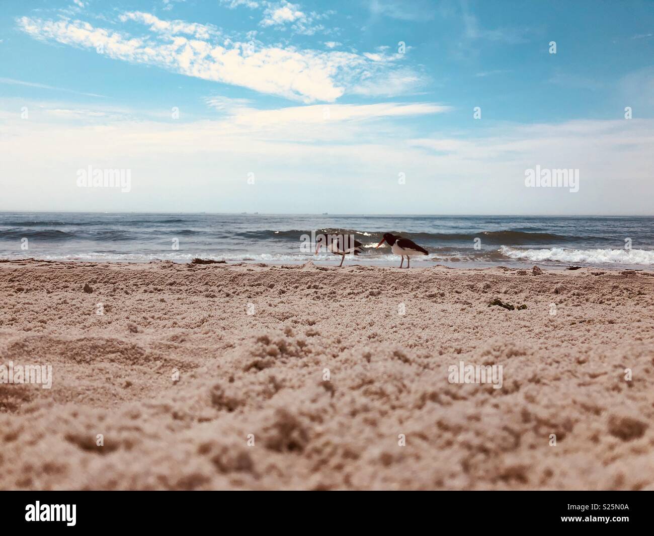 East coast beach Stock Photo Alamy