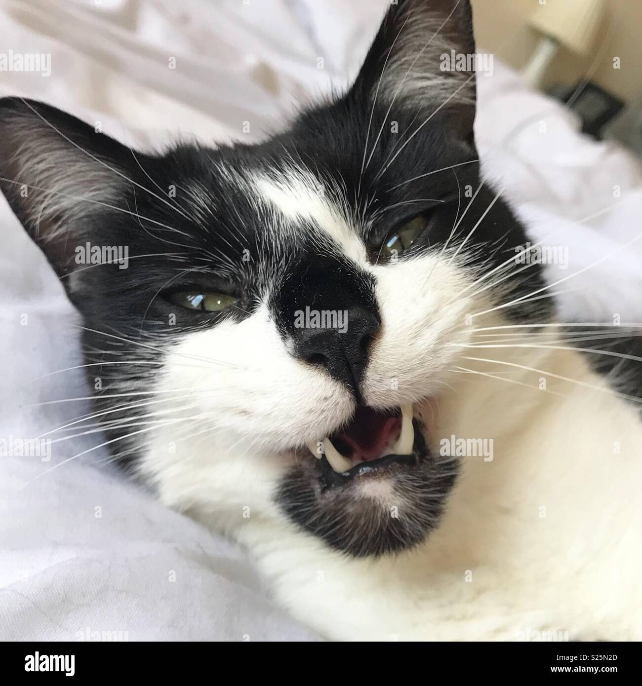 Weird face pulling tuxedo cat scowling at the camera Stock Photo Alamy