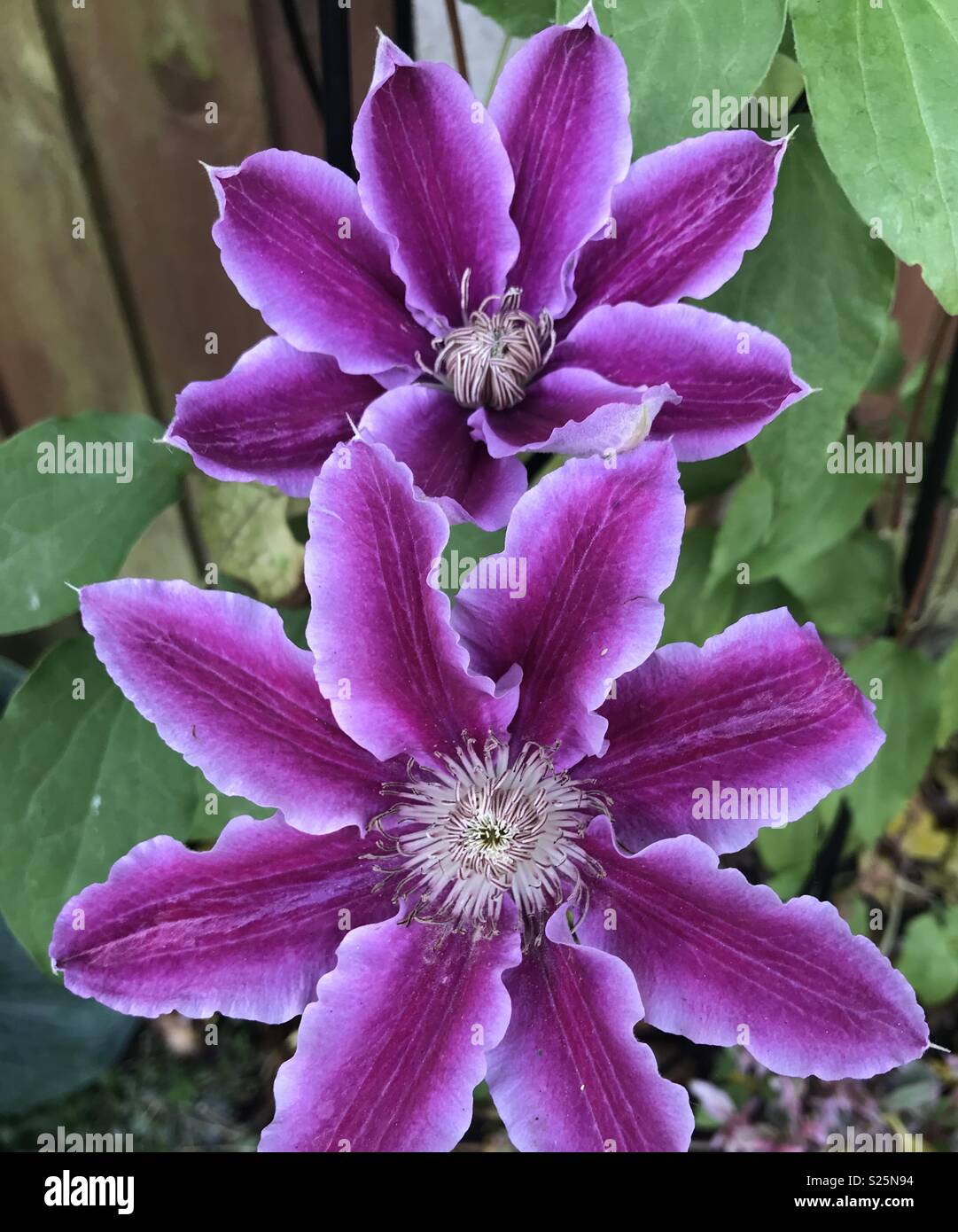 Purple flowering clematis Stock Photo