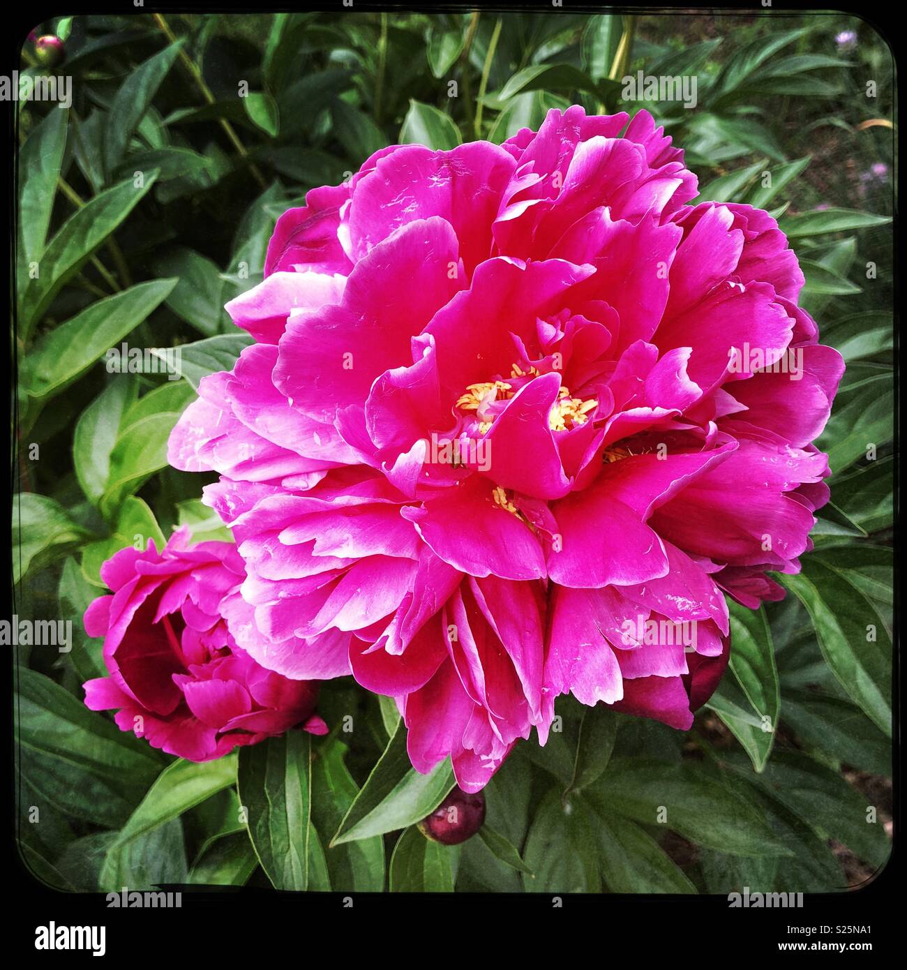 Magenta peonies in spring bloom. - Smartphone Captured Stock Image