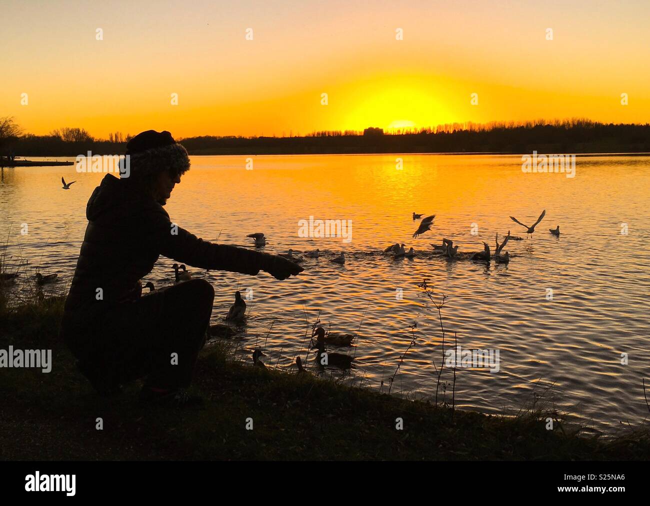 Lady with hat feeding birds at Willen Lake Milton Keynes at sunset - Smartphone Captured Stock Image
