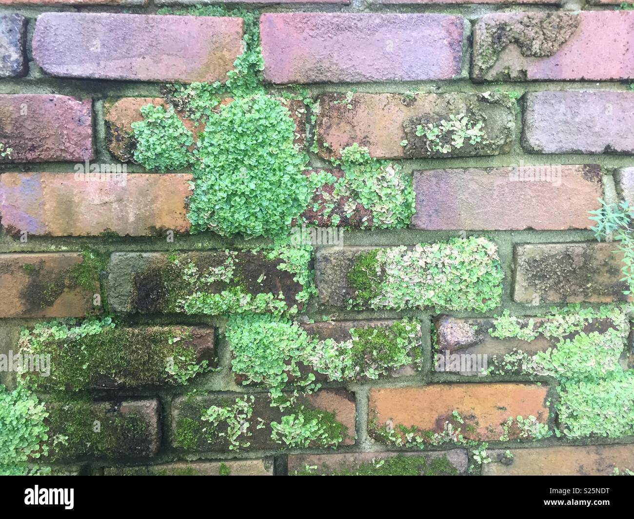 Moss On Bricks