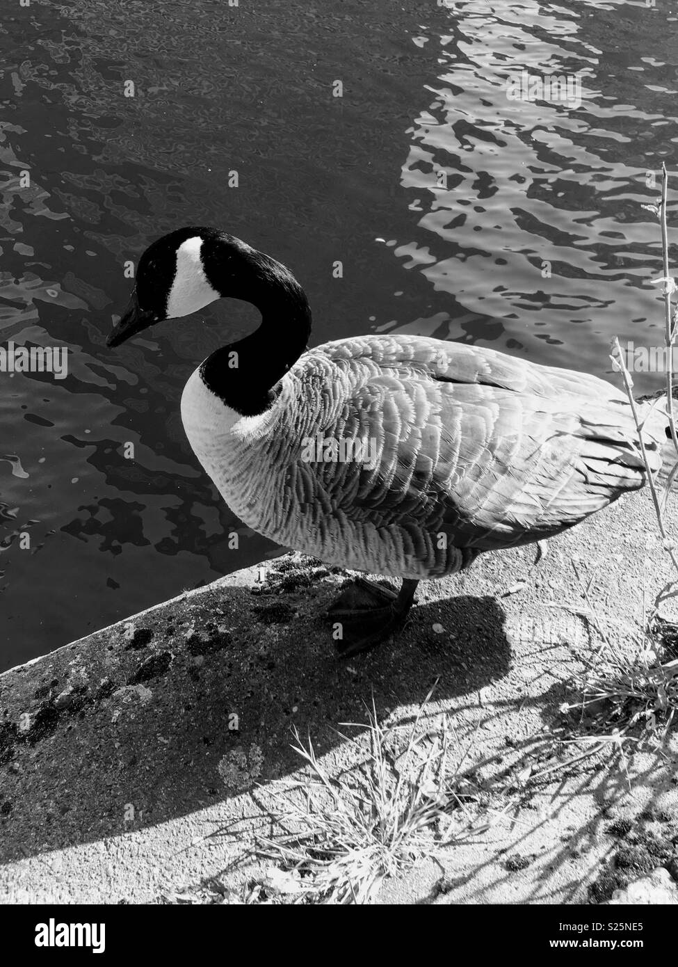 Canada goose cloudy discount gray and black print