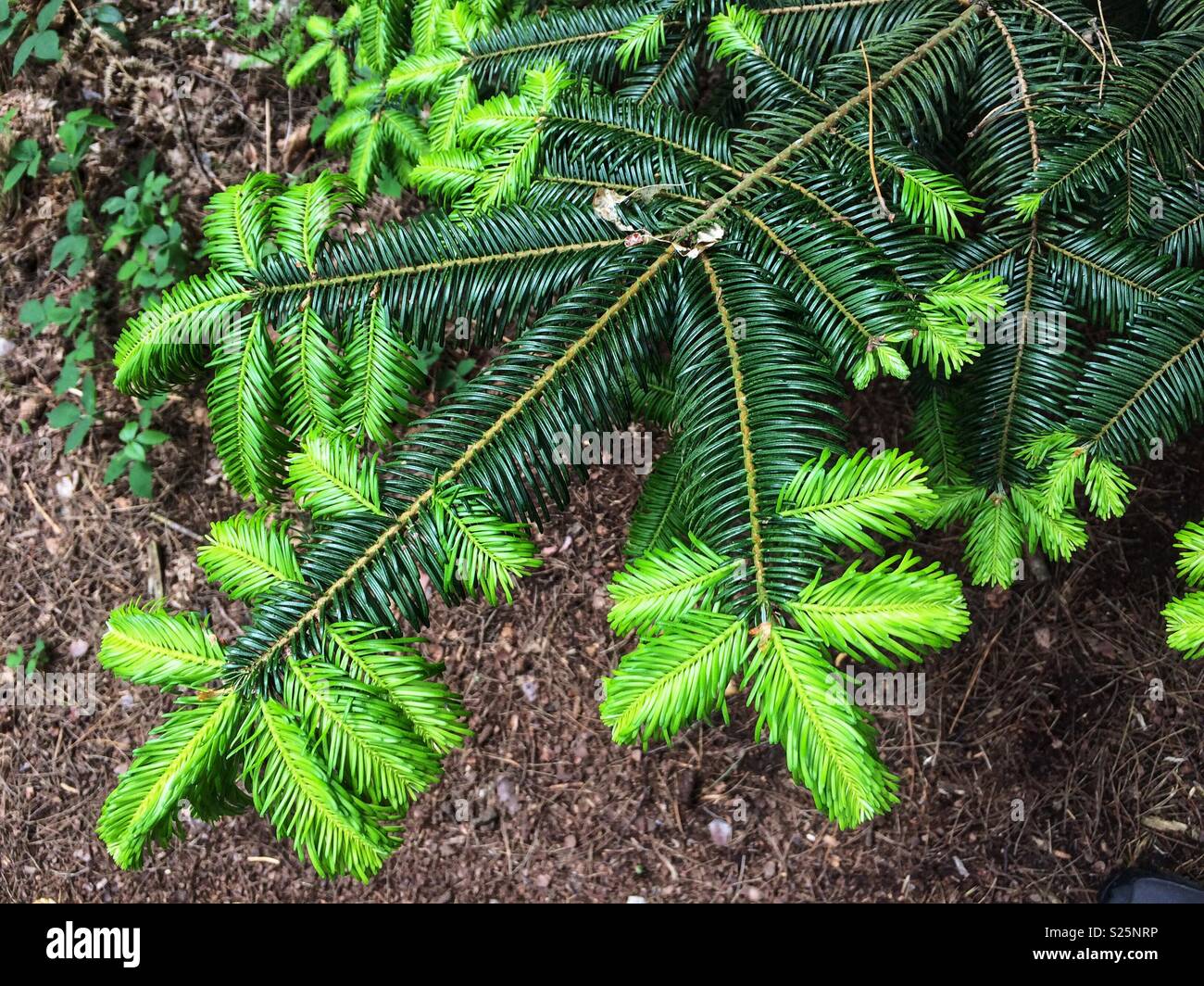 New pine tree growth Stock Photo Alamy