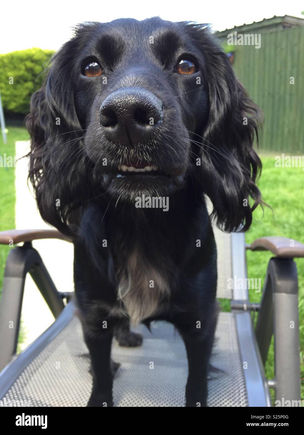 Black cocker Photo Alamy