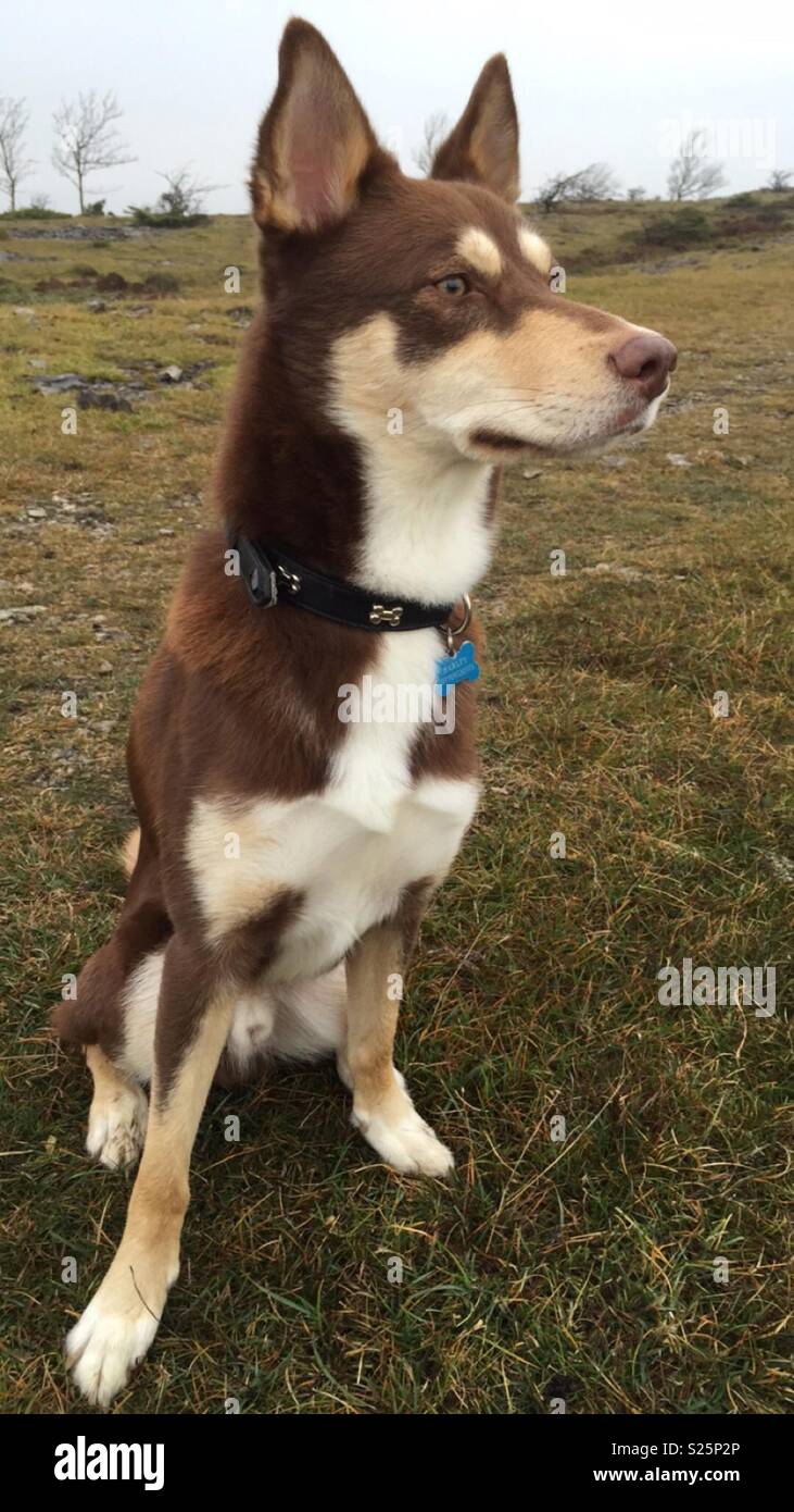 husky x